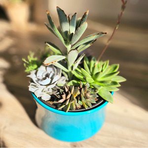 Peaceful succulent Garden Planter