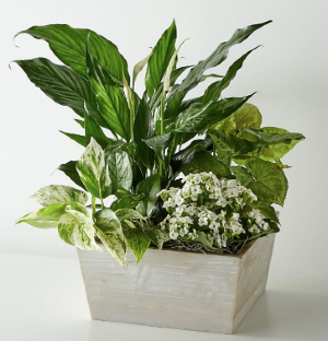 Peaceful White Garden Plant Garden