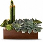 Peaceful Zen Garden Dish Garden