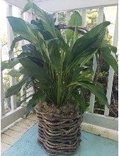 PEACELILY IN HANDMADE BASKET PLANTS