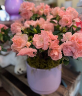 Peach Azalea in Lavender Ceramic Pot 