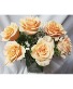 PEACH DELIGHT! 6 BEAUTIFUL PEACH ROSES Arranged in a vase with seasonal filler