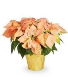 Peach Poinsettia plant