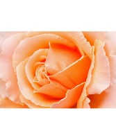 Peach Roses 