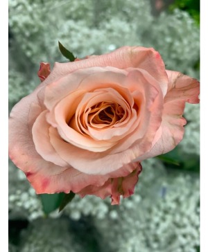 Peach Shimmer Roses 