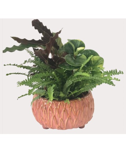 Peach Tropical Plant