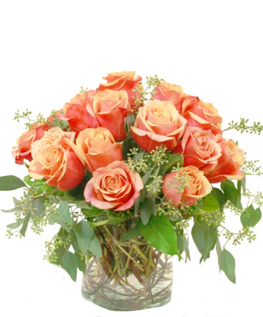 Country Sweetheart Garden Roses  Compact