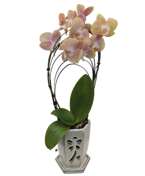 Peachy Orchid 