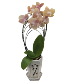 Peachy Orchid 