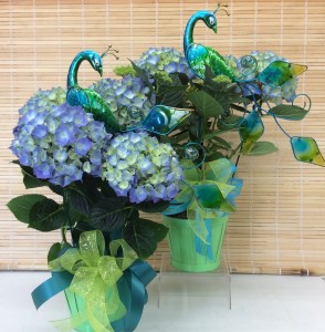Peacock Hydrangea Plant