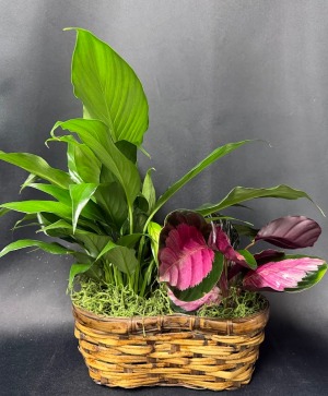 Peanut Basket Assorted plants 2-4'' Plants