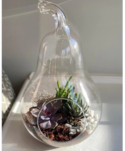 Pear Terrarium Succulent