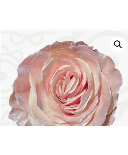 Pearl Rose Roses available 2/11 local delivery area only