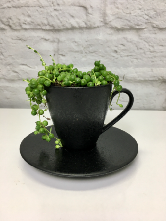 Pearls & Lattes String of Pearls Plant