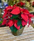 PEI Grown Poinsettia Christmas