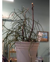 Pencil Cactus  10" Pot measures over 24" tall- 1 Available now
