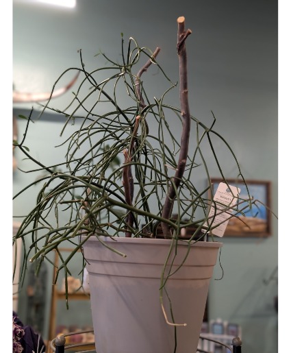 Pencil Cactus 10