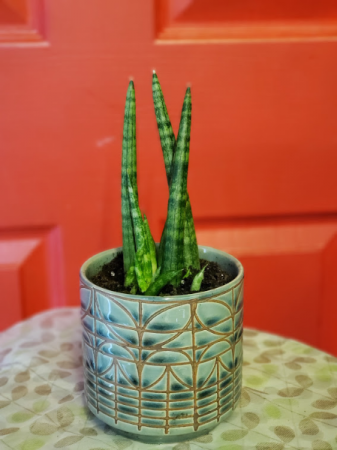 Pencil Snake Plant in 4