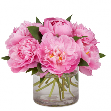 SPECIAL  Peonies In Pink 