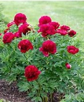 Peony Bush Colors vary