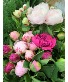 Peony Designer's Choice 