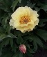 Peony Itoh- YELLOW- "Garden Treasure"- 2 gallon  RARE