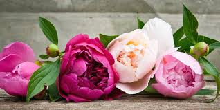 Peony Perfection