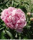 Pink Sarah Bernhardt Peony- 2 Gallon Garden Plant 