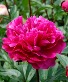 Red Sarah Bernhardt Peony - 2 Gallon Garden Plant 