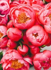 Monthly Peony Subscription limited quantities  No vase must be for a minimum of 3 months subscription 