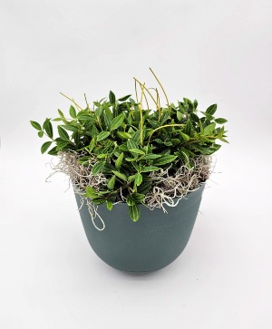 Peperomia Angulata Plant