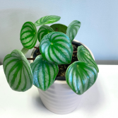 Peperomia Argyreia 'Watermelon Peperomia' Pick-up Only