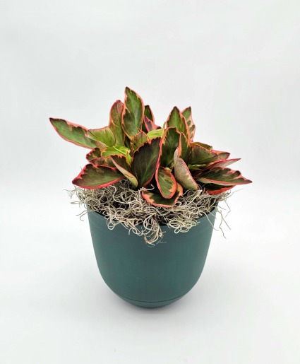 Peperomia Ginny Plant