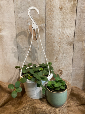 Peperomia Hope plant