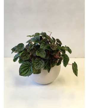 Peperomia in ceramic pot 