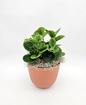 Peperomia Lemon Lime Plant