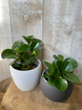 Assorted Peperomia  plants in pots 