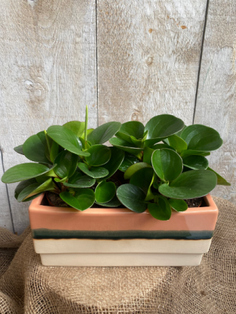 Peperomia Obtusifolia planter