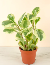 Peperomia Plant