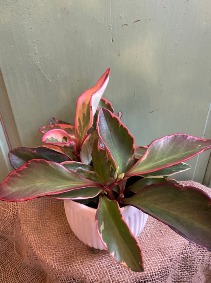 Peperomia Tricolour 5" potted plant 