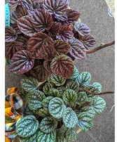 Peperomia Variety Assortment Plants