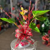 Peppermint Anthurium Plant in Decorative Tin