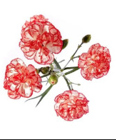 Peppermint Mini Carnation Bunches Christmas