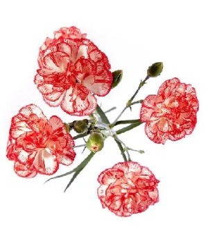 Peppermint Mini Carnation Bunches Christmas