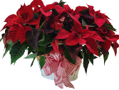 Peppermint Patty Extra Large Poinsettia Basket 