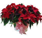 Peppermint Patty Extra Large Poinsettia Basket 