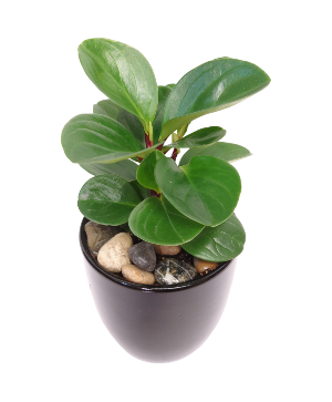 Pepperomia Plant 