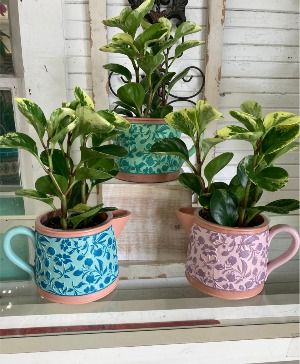 Peppy Pots Plant