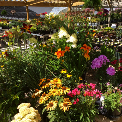Plants - Perennials 1000's to choose from!