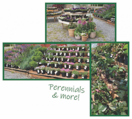 Perennials  